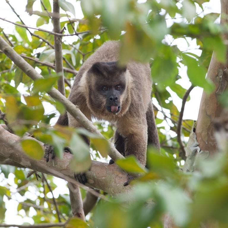 Pousada Araras Pantanal Eco Lodge Carvoalzinho 외부 사진