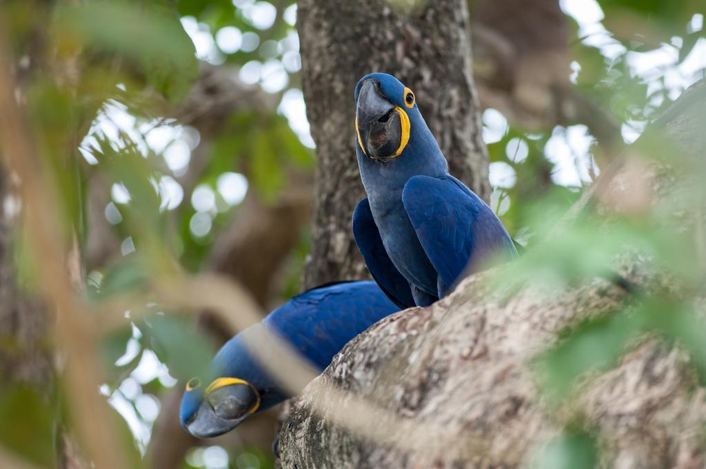 Pousada Araras Pantanal Eco Lodge Carvoalzinho 외부 사진