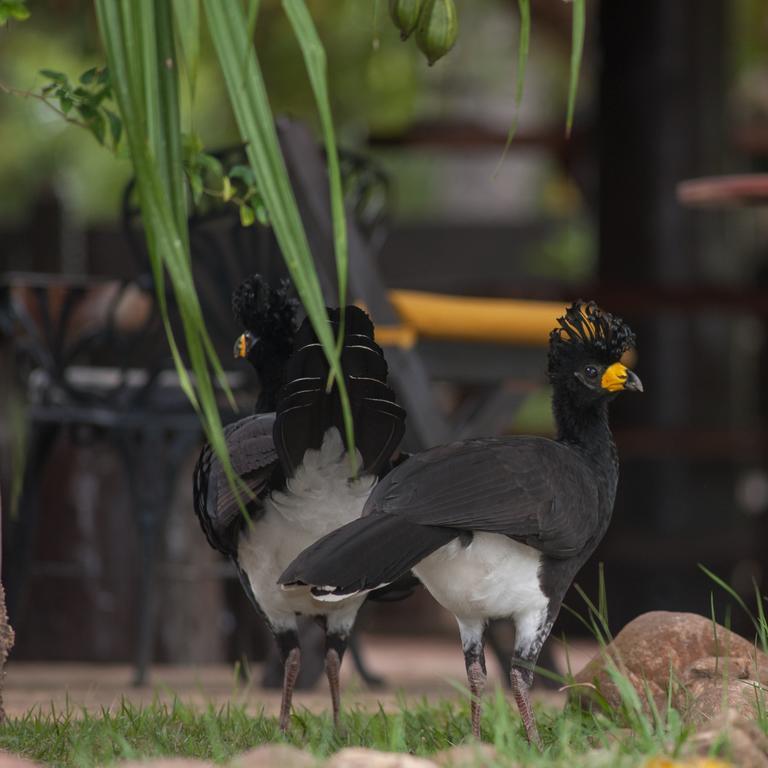 Pousada Araras Pantanal Eco Lodge Carvoalzinho 외부 사진