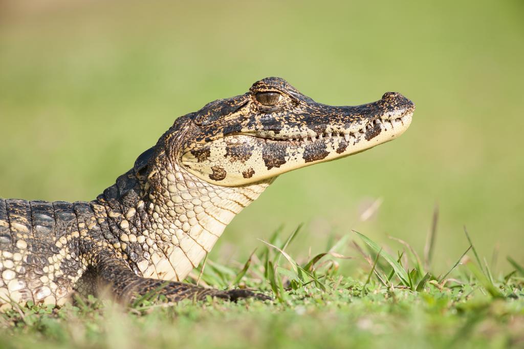 Pousada Araras Pantanal Eco Lodge Carvoalzinho 외부 사진