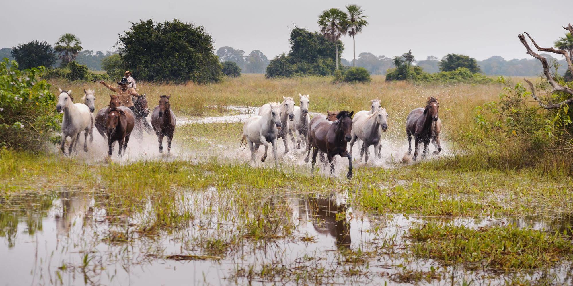 Pousada Araras Pantanal Eco Lodge Carvoalzinho 외부 사진